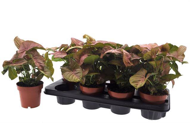 Syngonium podophyllum 12Ø 30cm