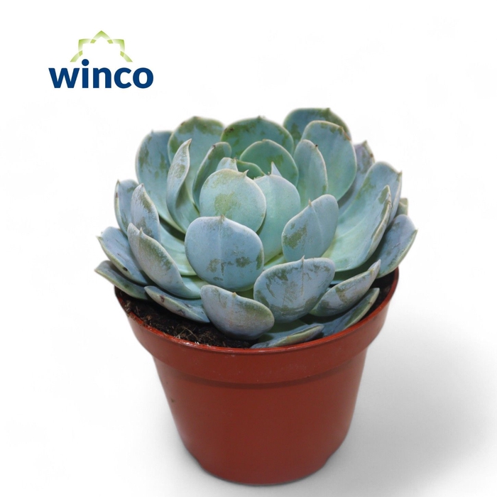 <h4>Echeveria Grey Prince</h4>