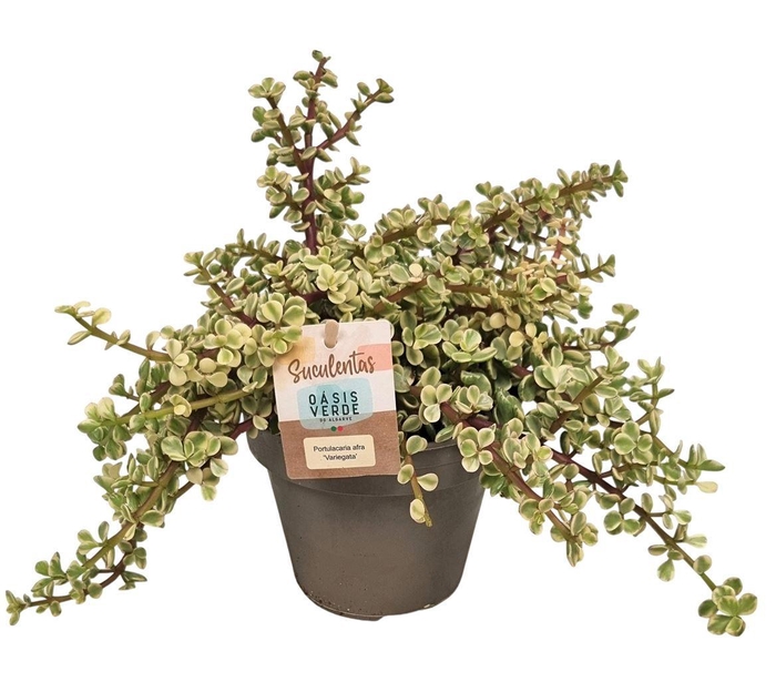 <h4>Portulacaria Afra Variegata - 1154</h4>