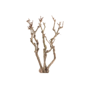 Syringa Branch Super Ginastera