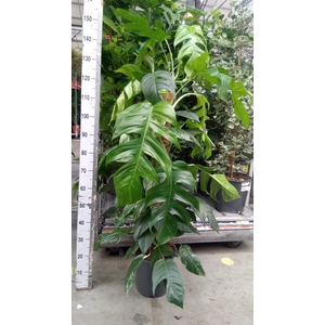 Epipremnum pinn. 'Albo Variegata'