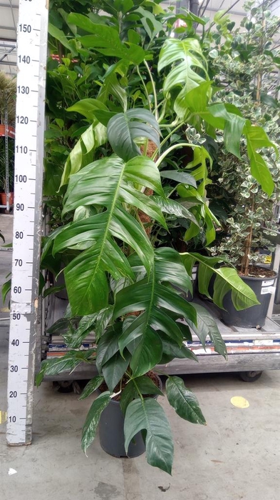 <h4>Epipremnum pinn. 'Albo Variegata'</h4>
