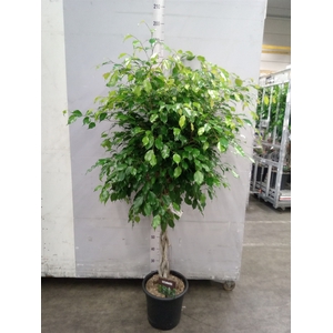 Ficus benja. 'Exotica'