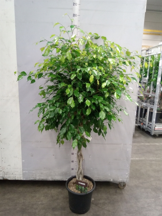 <h4>Ficus benja. 'Exotica'</h4>