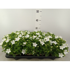 Campanula isoph. 'Atlanta White'