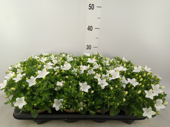 <h4>Campanula isoph. 'Atlanta White'</h4>
