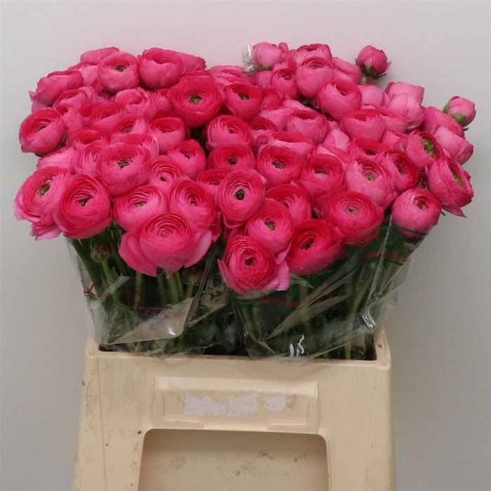 <h4>Ran Su Sr Laser Hot Pink 1a</h4>