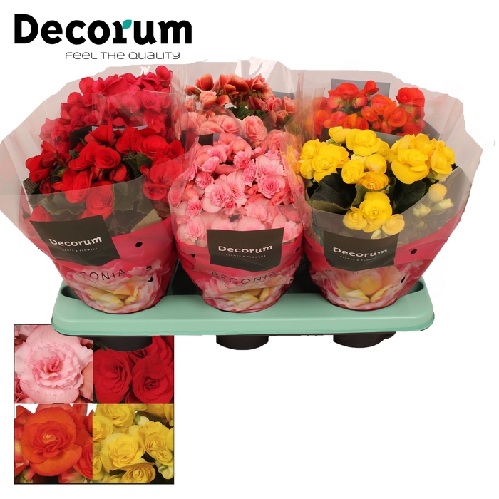 <h4>Begonia mix 14 cm (5 kleuren) Decorum</h4>