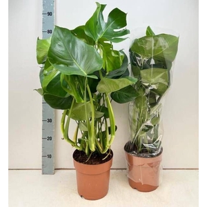MONSTERA DELICIOSA