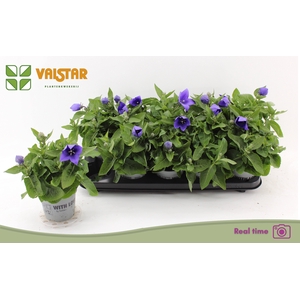 PLATYCO GR ASTRA BLU