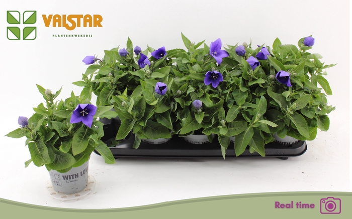 <h4>PLATYCO GR ASTRA BLU</h4>