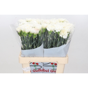 Dianthus St Tico Bianco
