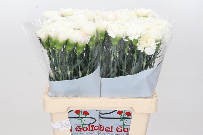 Dianthus St Tico Bianco