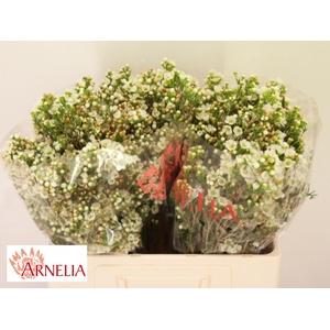 Chamelaucium White Dawn Pearl 55cm 35gr