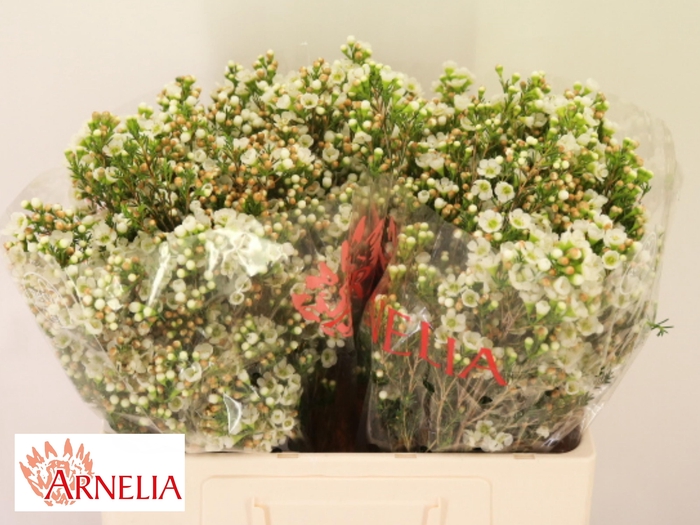 <h4>Chamelaucium White Dawn Pearl 55cm 35gr</h4>