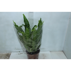 ASPLENIUM CRISSIE P20