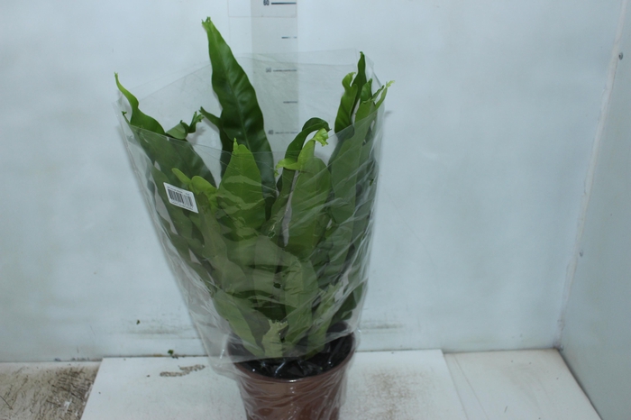 <h4>ASPLENIUM CRISSIE P20</h4>