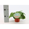 Pilea Peperomioides 12cm Duits etiket
