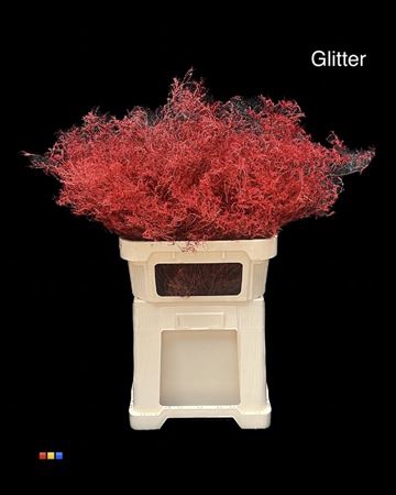 Limonium Red + Glitter Bio