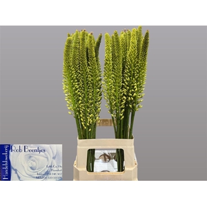 Eremurus Yellow Rebel