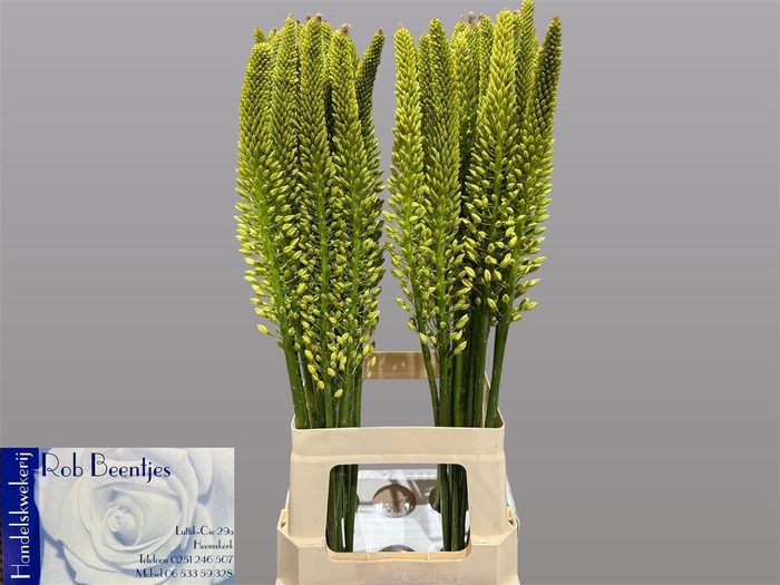 <h4>Eremurus Yellow Rebel</h4>