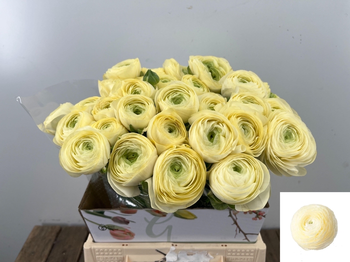 <h4>RAN SU COMMEDIA</h4>