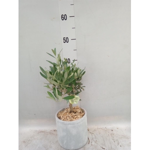 Arr. Tuinplanten H%