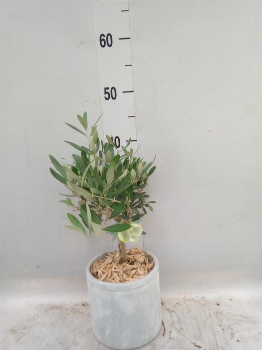 <h4>Arr. Tuinplanten H%</h4>