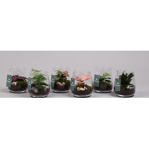 Glazen vaas Alzada met plantmix