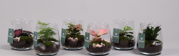 <h4>Glazen vaas Alzada met plantmix</h4>