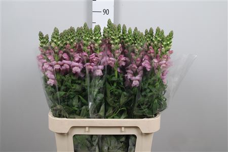 <h4>Antir Mary Lavender</h4>