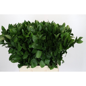 Ruscus Hypophyllum