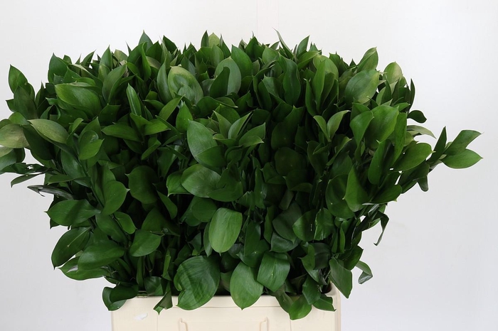 <h4>Ruscus Hypophyllum</h4>