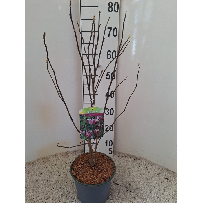 <h4>Magnolia 'Susan'</h4>