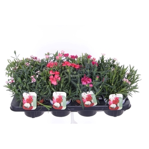 Dianthus caryophyllus mix