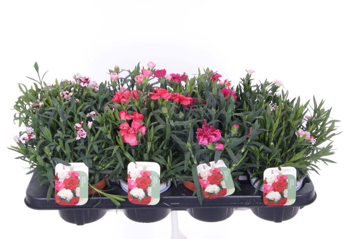 <h4>Dianthus caryophyllus mix</h4>
