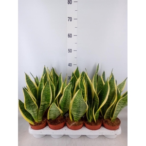 Sansevieria trifa. 'Futura Superba'
