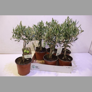 Olea Europaea