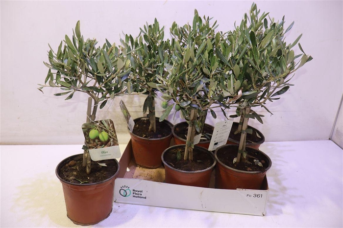<h4>Olea Europaea</h4>