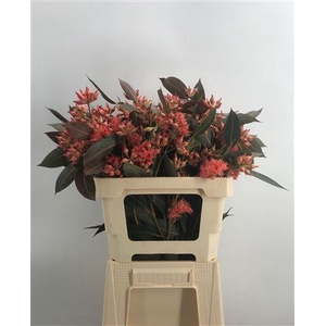 Euca Robusta Bes Abs 300