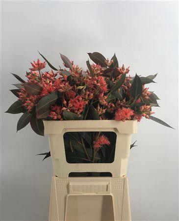 <h4>Euca Robusta Bes Abs 300</h4>