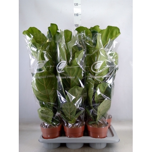 Ficus lyrata