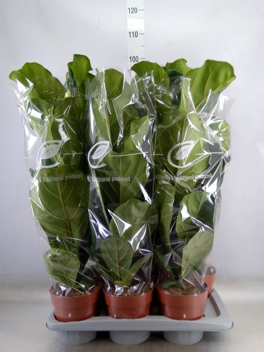 <h4>Ficus lyrata</h4>