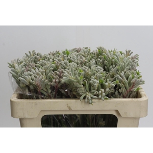 Anigozanthos Bush Diamond