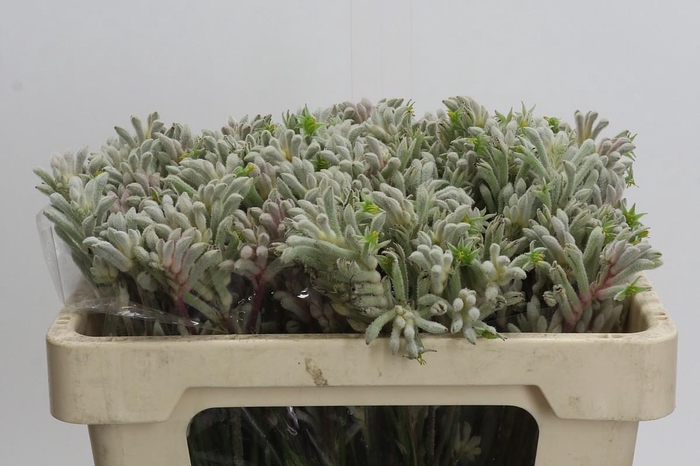 <h4>Kangaroo Paw Bush Diamond</h4>