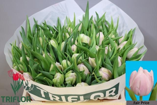 <h4>TU DU FAIR PRICE</h4>