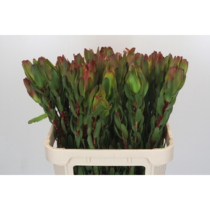 Leucadendron Laurel Yellow