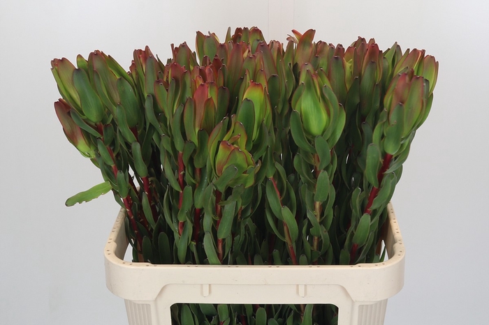 Leucadendron Laurel Yellow