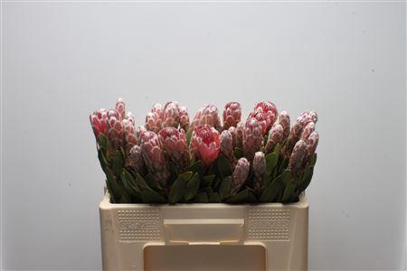 <h4>Protea Ivy</h4>