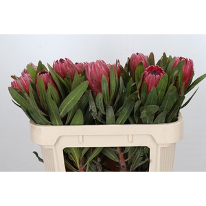 Protea Red Ice